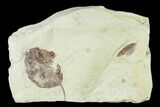 Miocene Fossil Leaf (Populus) - Augsburg, Germany #139451-1